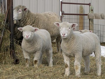 Moonshine Dorset Winter Lambs
