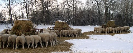 Sheep Feeding Time