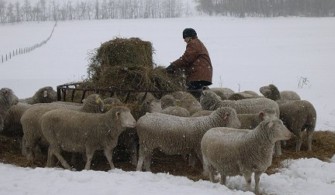 January in Alberta