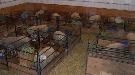 Moonshine Dorset Nursery