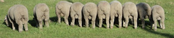 Ram Lambs