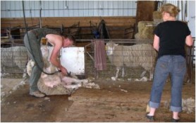 Shearing Day