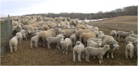 Moonshine Spring Lambs