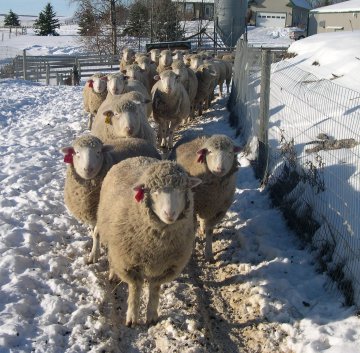 Moonshine Dorsets in Snow